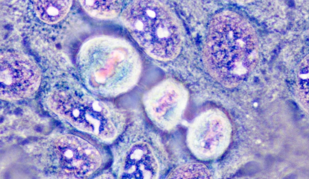 cell-culture