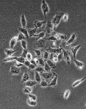 Enthought | HEK 293 cells grown in tissue culture medium